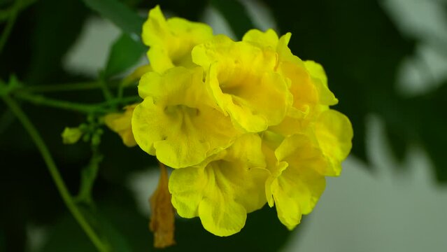 Slow motion of yellow tecoma flowers
