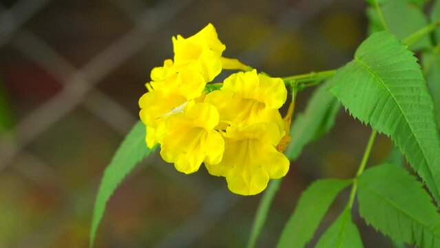 A beautiful yellow trumpetbush flower