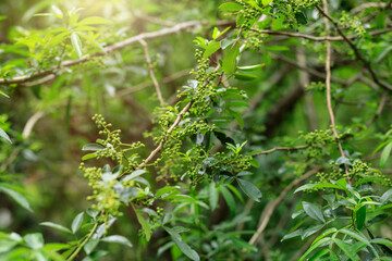Sichuan Pepper  grow on tree