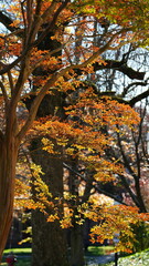 The colorful and beautiful leaves on the trees in autumn