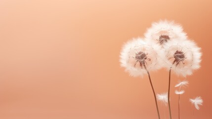 fluffy dandelions on a peach background; conceptual color of the year 2024, Peach Fuzz. Floral background. Pantone color - obrazy, fototapety, plakaty