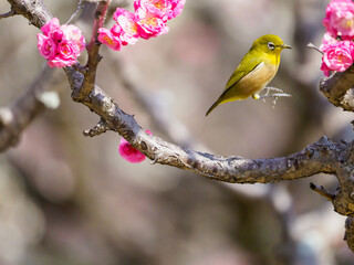 早春の紅梅にメジロ
