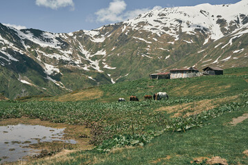Fototapeta na wymiar Mountain Ushba in Svaneti, Georgia. View of horses grazing on the lawn. 