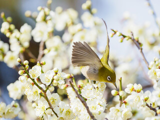 早春の白梅にメジロ