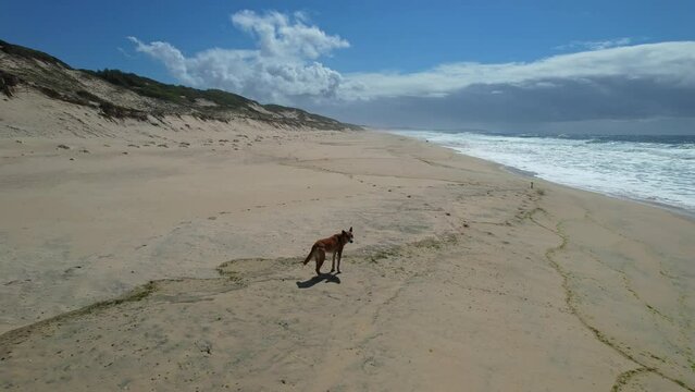 Adorable Dingo Dog Standing Alone On Sand Dunes At Mungo Beach In New South Wales, Australia. aerial sideways shot