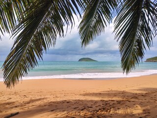 palm tree on the beach