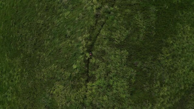 Aerial top down view of Mount Labawan green cogon grass hillside, person walk