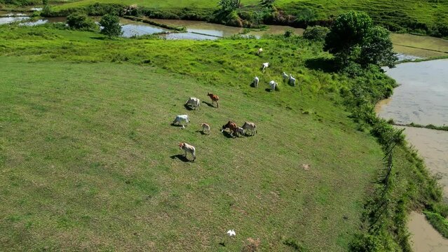 Aerial view of cattle herd graze in green pasture near water source, Philippines
