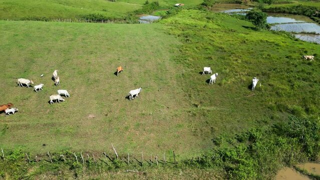 Cattle herd graze in green grassland corral and reveal of blue sky, Philippines