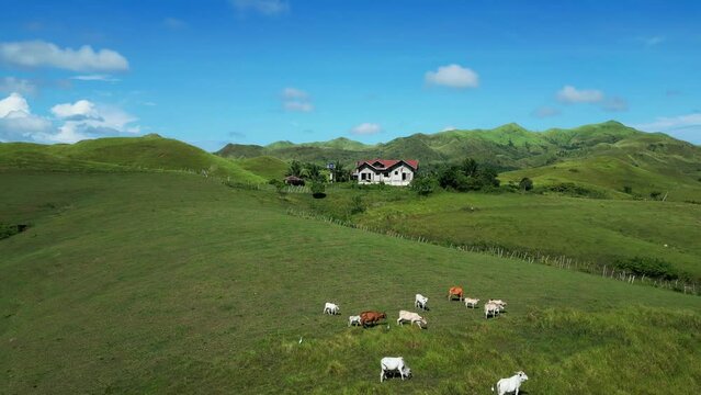 House in green remote landscape with mountain terrain and cattle herd