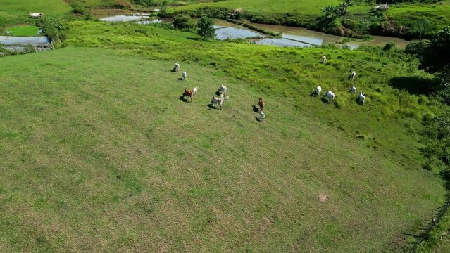 Aerial view of colorful cattle herd graze on green farmland, Philippines