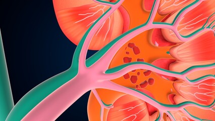 human urine kidney stone anatomy. 3d illustration