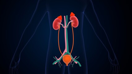 human urine kidney stone anatomy. 3d illustration - obrazy, fototapety, plakaty