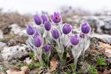 Dream grass spring flower. Pulsatilla blooms in early spring in forests and mountains. Purple...