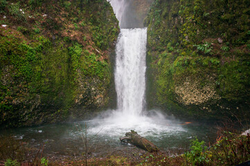 Fototapeta premium Multnomah Falls at Columbia River Gorge National Scenic Area