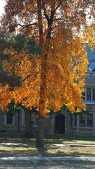 Naklejka premium The colorful and beautiful leaves on the trees in autumn