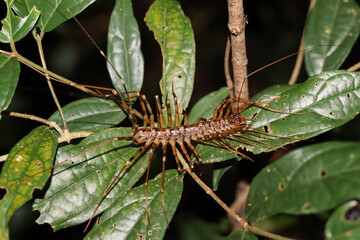 long-legged house centipede on leaf - obrazy, fototapety, plakaty
