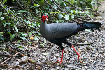 Siamese fireback on forest ground