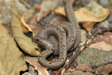 common mock viper on forest ground