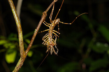long-legged house centipede eating spider