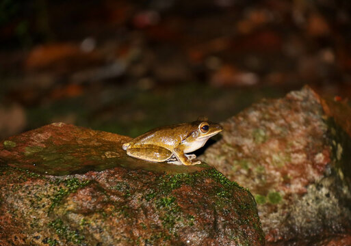common tree frog on a rock
