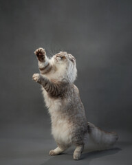 A playful Scottish Fold cat stands on hind legs, soft grey fur illuminated against a subtle backdrop