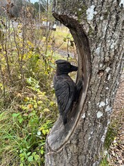 Woodpecker in forest