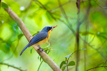 blue flycatcher on a branch