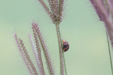 A ladybug is foraging on a wild grass stem. This small insect has the scientific name Epilachna...