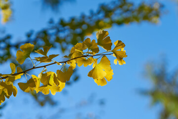 Blätter eines Ginkgo Biloba mit gelber Herbstfärbung und blauem Himmel