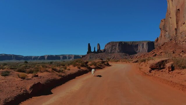 Monument Valley in Utah and Arizona. Herding dog running in Red rock formations in scenic iconic wild west landscape.