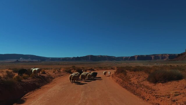 Sheep and herding dog in Monument Valley in Utah and Arizona. Red rock formations in scenic iconic wild west landscape.