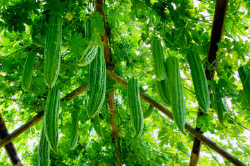 Bitter melon growing on a vine in garden.