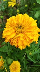 carnation yellow flower Radiant Yellow Carnation Blossom in Full Bloom