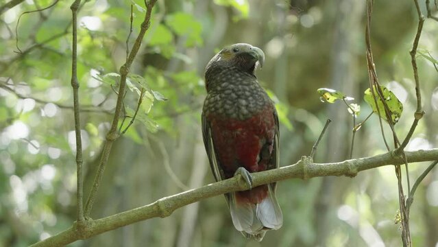 New Zealand Kaka Parrot On The Tree Branch In The Woodland Of Wellington, New Zealand. - low angle shot