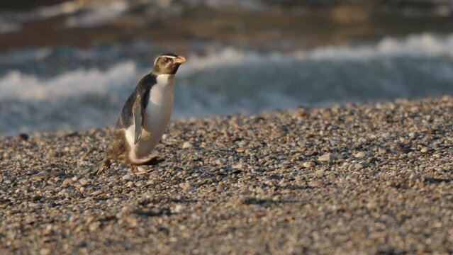 Fiordland Penguin Walking In The Monro Beach After Swimming In The Ocean In Paringa, New Zealand. - close up, tracking shot