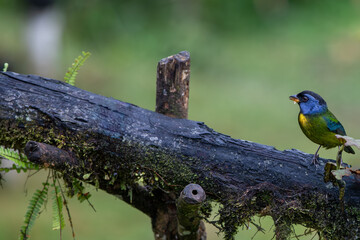 A Moss-backed tanager (Bangsia edwardsi). 