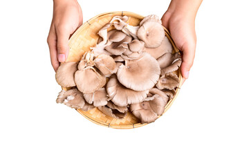 Oyster mushroom in basket with hand