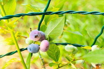 Growing blueberry close-up in the garden, blue berry on a branch