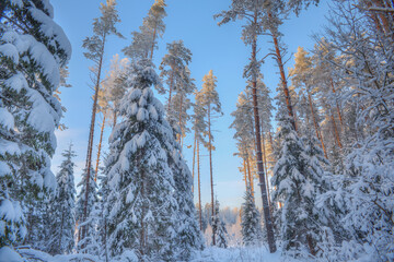 Winter forest. Trees covered with snow. fluffy snow. Frosty weather.