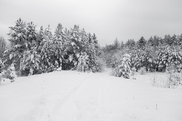 Pine forest covered with snow. Winter landscape.