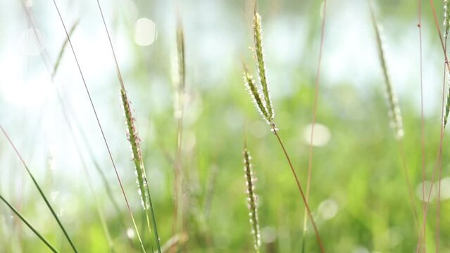 close-up of bermuda grass sway in the wind with sunlight and bokeh for background