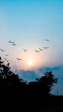 Birds in the sky wallpapers for I pad, Notebook cover, I phone, tab mobile high quality images.