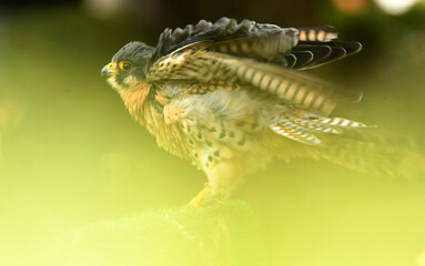 rapaces de cetreria
