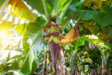 Foto op Plexiglas Bananas tree garden. bananas are emerging from the banana flower. © Kiran
