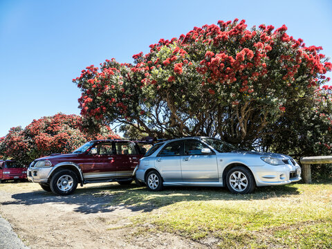 Cars parked under Pohutukawa Christmas tree. Southern Hemisphere Xmas. Auckland, New Zealand - December 17, 2023