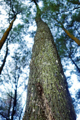Fototapeta premium view of the pine forest looking up from below
