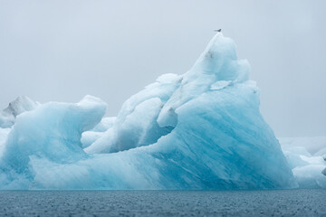 La sterne sur l'iceberg - obrazy, fototapety, plakaty