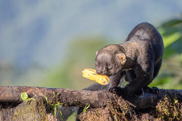 A Tayra (Eira barbara) steeling food.  They are a member of the weasel family. Also known as an ecuadorian weasel and Cabeza de mate