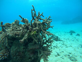 死滅した沖縄のサンゴ
